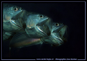 Feeding time... :O)... by Michel Lonfat 